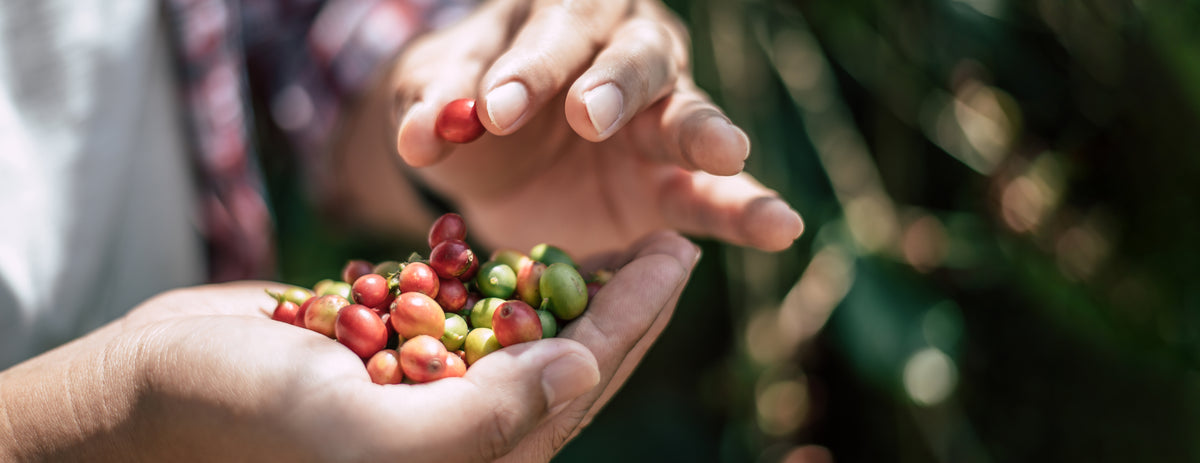 Close-up of hands holding coffee beans with a blurred natural background